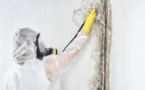 Best Industrial Mold Remediation  in Wilson, PA